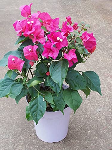 ①特選品高さ約80㎝地植えも可能な幹太いブーゲンビリア8号鉢 ③特選品！高さ約80㎝地植えも可能な幹太いブーゲンビリア