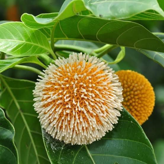 LIVE KADAM PLANT | KADAMBA TREE | SACRED OR RITUALS PLANT FOR HOME GARDEN AND BALCONY BACKYARD | FRAGRANT FLOWERING PUJA, SHADE, AIR PURIFICATION | WITH POT-image-16