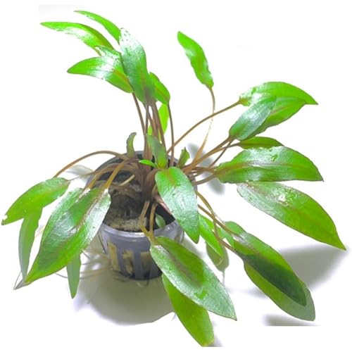 Marcus Fish Tanks - Cryptocoryne Wendtii Green Crypt Wendtii Easy Live Aquarium Plants for Aquatic Freshwater Fish Tank B2 GET 1