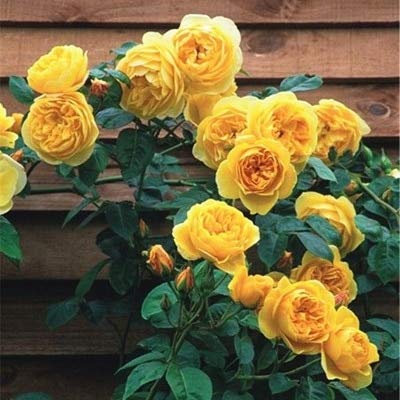 Semillas De Flores De Rosal Frescas Y Raras Para Plantar Amarillas Paquete De 100 Semillas