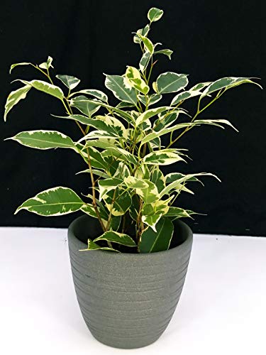 POWERS TO FLOWERS - FICUS BENJAMIN VARIEGATO VASO 11, IN CERAMICA ANTRACITE, pianta vera