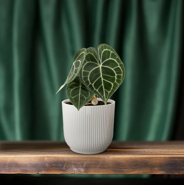 Anthurium Clarinervium - Ø 12 cm - 30 cm