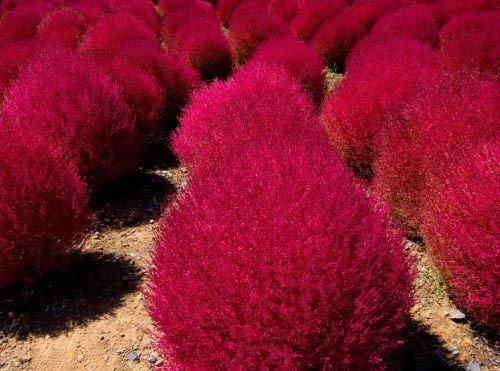OhhSome Best Grass Seeds Kochia Fire Bush - Grass Seeds Grass Seeds for Home Garden 100 Seeds Kitchen Garden Seeds Pack - Eco" (B07YP817F1) Amazon Price History, Amazon Price Tracker
