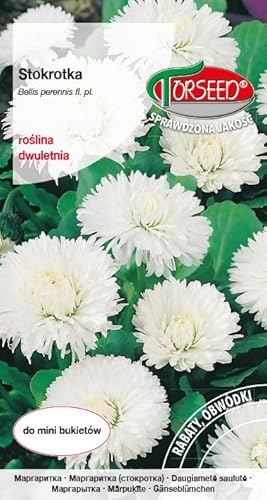Verdica Semillas de margaritas de flores grandes Bellis Perennis – Flores blancas clásicas, perfectas para macizos de flores y ramos, requiere suelo fértil, 15-25 cm de altura, disfrute de dos años