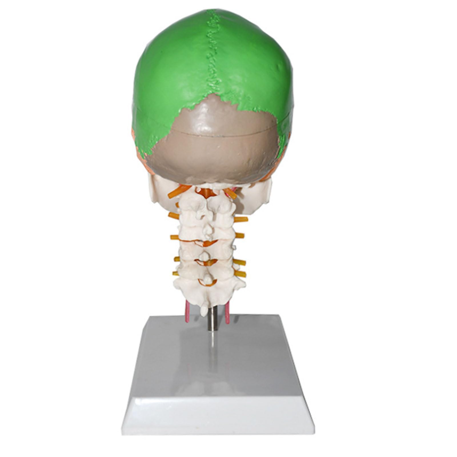 Modelo del Cerebro del Tamaño Natural Modelo Coloreado del Cráneo Vértebra Cervical Esqueleto Humano Modelo Anatómico Regalo Médico Equipo Educativo