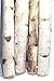 bd CRAFTS Northern White Birch logs. Set of 8 logs