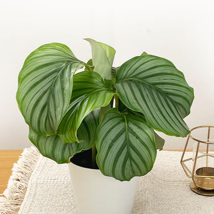 アロカシア4種類セット＋カラテア　オルビフォリア　鉢皿付き Amazon｜観葉植物 カラテア オルビフォリア 4号鉢 観葉植物 小型