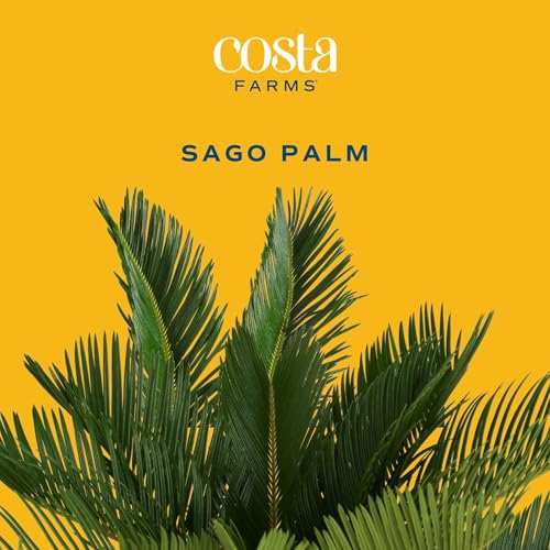 Image of Costa Farms Live Sago Palm, Easy to Grow Live Indoor Plant, Houseplant in Plant Pot, Home and Room Decor, 1 Foot Tall