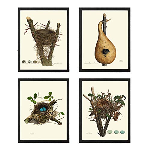 LoveThePrint Beautiful Vintage Bird Nest Egg Wall Art Set of