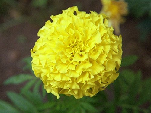Semi Longévité Orange Clair Fleurs de Calendula Grande Fleur Polyphylle Tagetes erecta Semi de Décoration du Jardin Fleur