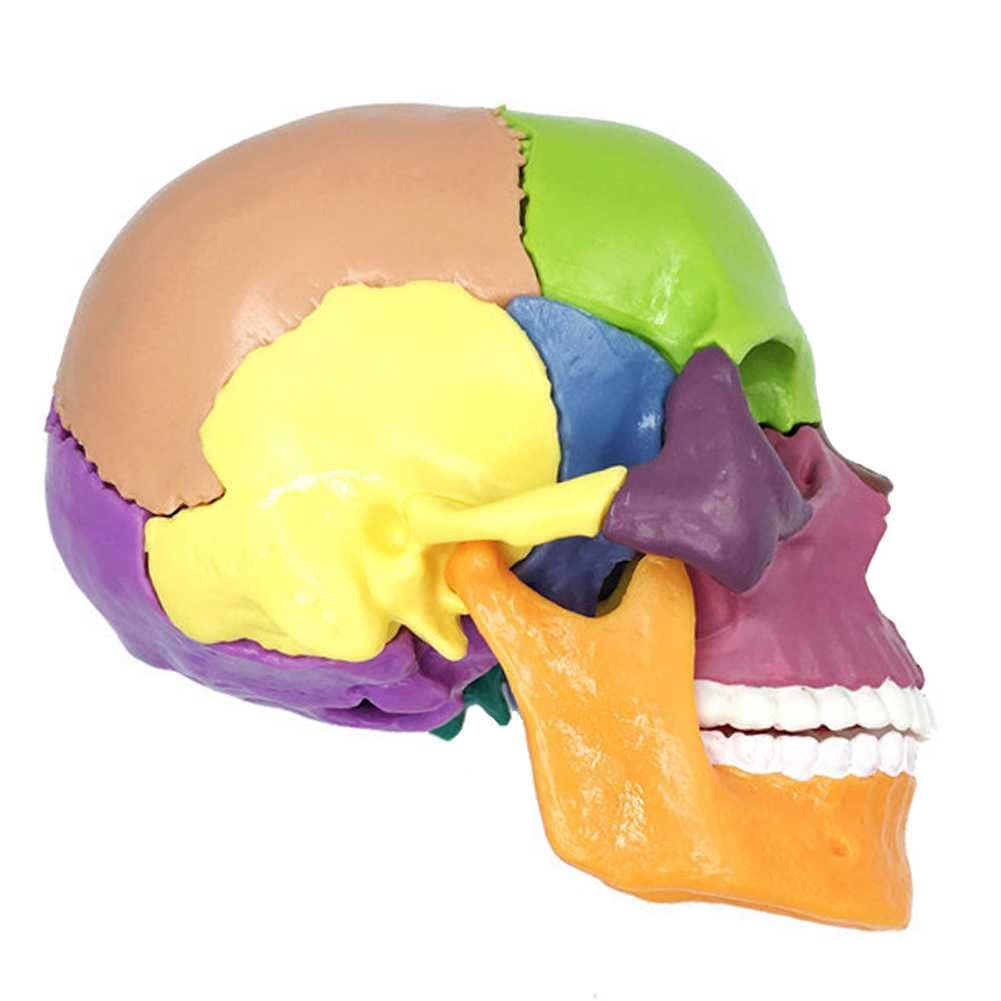 Cráneo Humano A Color 1:2. Descripción del Modelo De Cráneo Humano para Anatomía. Modelo De Cráneo con 15 Piezas De Ensamblaje Y Manual De Descripción De Huesos.