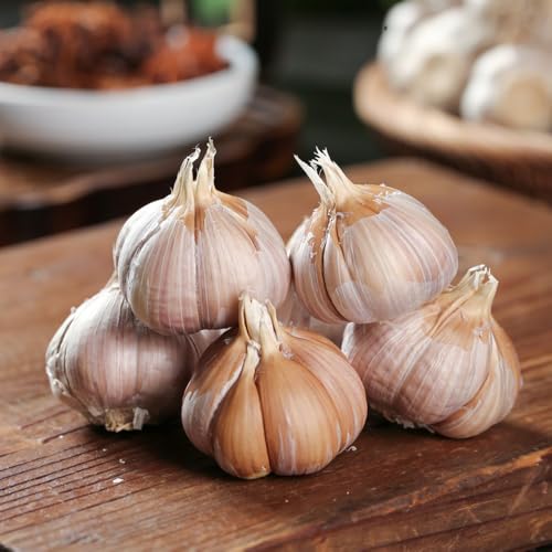 semi di aglio perenni resistenti - rari aromatiche giardino cucina piantare l'aglio verdi esotiche biologici 450pcs