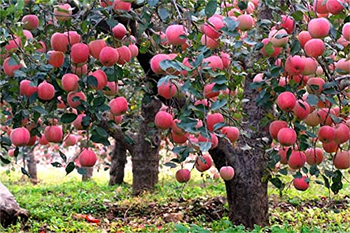 Zcbang Natural Fruit Seeds Heirloom Indoor Bonsai Red Apple Tree 30+ Apple Seeds #TOP1