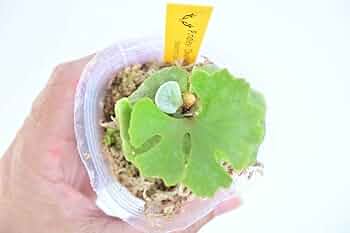 51PiJCgb2ML._UF350,350_QL50_.jpg