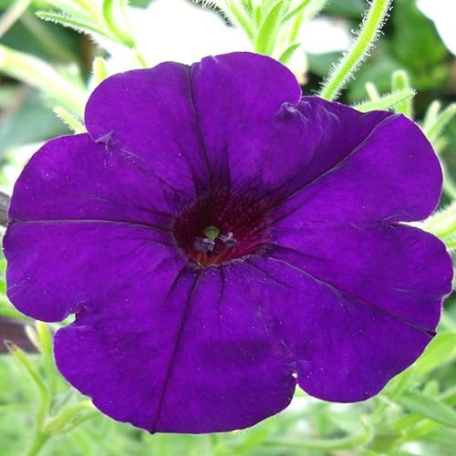 Petunia F1 Limbo Deep Purple Pelleted Seeds - 75 Flower Seeds