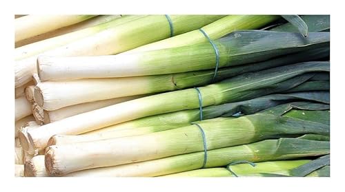 Pcs - 30x Porree Herbstriesen 3 Rami Summer and Early Autumn Plants - Seeds KS177 & Plants Shop by Ipsa