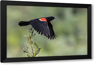 ArtDirect Male red-winged blackbird in flight-South Padre Island-Texas Custom Framed Art Print Giclee Print or Canvas Options with Various Sizes and Customization by Jones, Adam