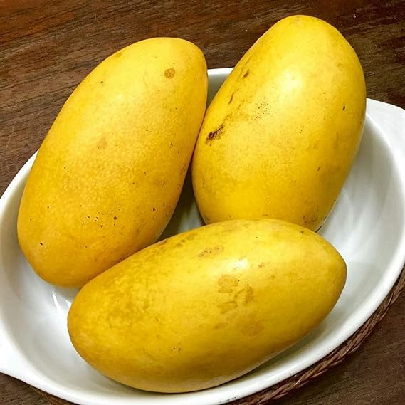 Philippine Rare Carabao Mango Plant | Grafted 2 feet Height | Original Varity Mango Plant Healthy Live Plant (Hybrid, Pack of 1) (B0D66CXGW9) Amazon Price History, Amazon Price Tracker