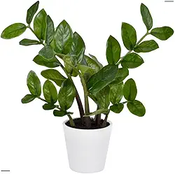 Zamioculca No Vaso Planta Artificial Com Toque Real Com 6 Galhos