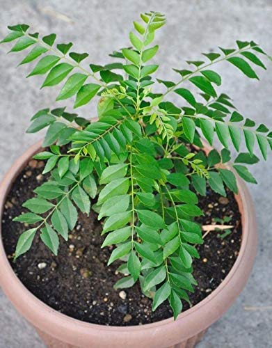 Rameshvar Enterprises | Curry Leaves (???? ???) Natural Live Plant