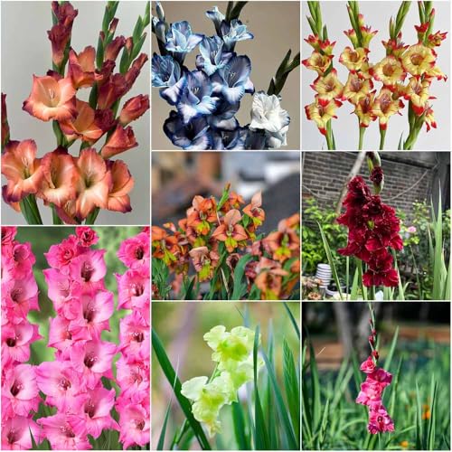 bulbi di gladioli di bonsai balcone bulbi di gladioli per giardino Decorazione esotica giardino primavera 6pcs