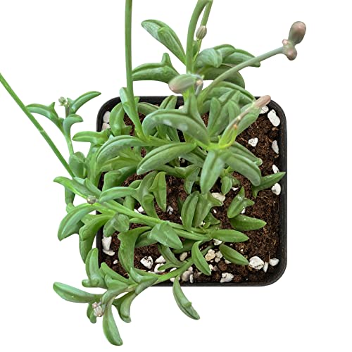 Live Mini Succulent Plant, 2In String Of Dolphins, 1 Pack Rare Succulent Fully Rooted In Pots With Soil Mix, Real House Plant For Home Office Wedding Decoration Diy Projects Party Favor Gift #TOP1