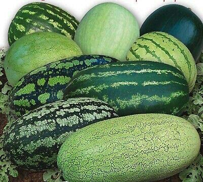 Nika Seeds - Fruit Watermelon Ali Mix - 10-20 Seeds #TOP7
