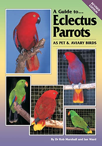 A Guide to Eclectus Parrots as Pet and Aviary Birds