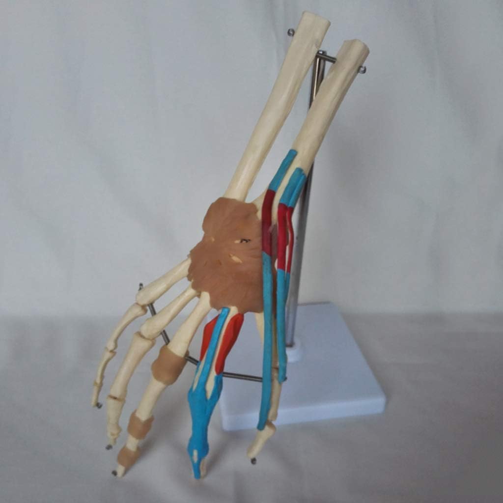 Modelo anatómico de la articulación de la mano y la muñeca humanas con articulaciones for estudios médicos y consultorios médicos.