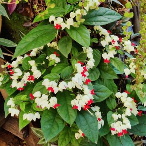 Live White Bleeding Heart Plant 4 to 8 Inch Tall