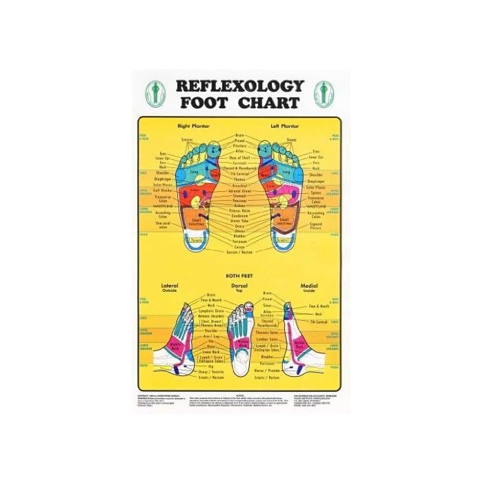 Buy Reflexology Foot Chart Reflexology Zones Marked 1 Laminated 