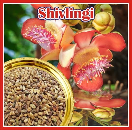 Image of J Organics Premium Shivlingi Beej, Shivling, Sivalingi Seed 100gm, Shivlangi, Shivalinga, Bryonopsis Laciniosa