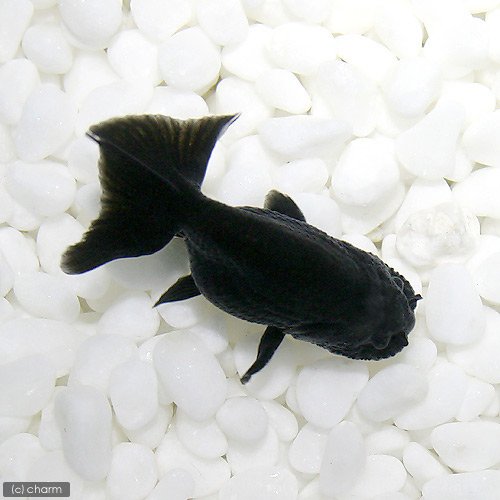 Amazon | （金魚）黒らんちゅう（タイ産）（3匹） | charm(チャーム 