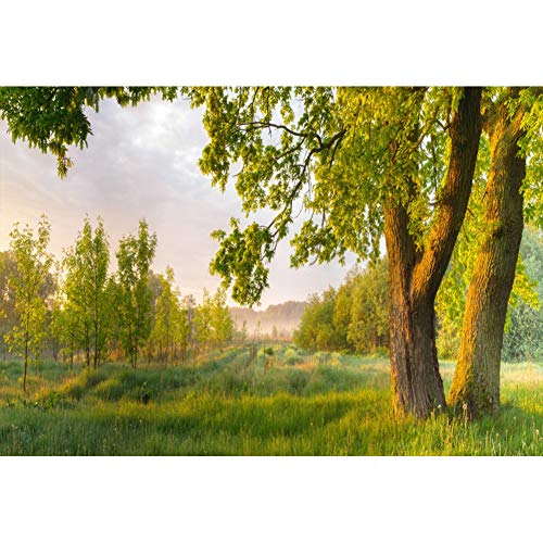 DORCEV 7x5ft Fairytale Jungle Forest Backdrop for Kids Birthday Party Background Sunrise Tree