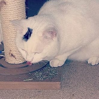 Bag of Extra Strong Catnip (25g) by Cat FurNature