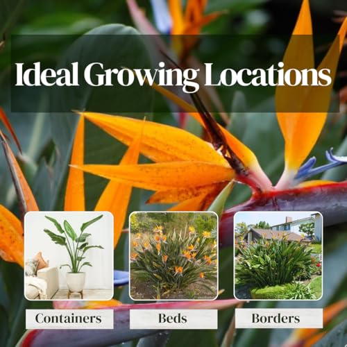 Bird of Paradise Plants Live (4-Pack), Strelitzia Plants with Perennial Orange Flowers, Indoor/Outdoor Plants, Exotic Tropical Decor, Not Artificial, 6-10" Height. 2" Pot Bird of Paradise Plants Live (4-Pack), Strelitzia Plants with Perennial Orange Flowers, Indoor/Outdoor Plants, Exotic Tropical Decor, Not Artificial, 6-10" Height. 2" Pot