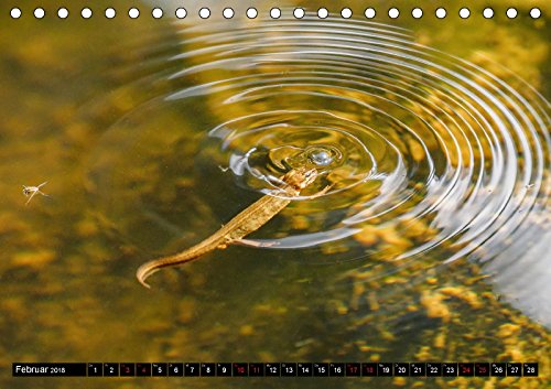 Großstadt-Oase Gartenteich (Tischkalender 2018 DIN A5 quer): Die Stille trügt (Monatskalender, 14 Seiten ) (CALVENDO Tiere) [Kalender] [Apr 14, 2017] Wibke Hildebrandt, Anne