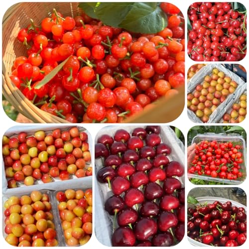semi di ciliegio, resistenti all'esterno semi di ciliegio fresca, balconi da giardino, aiuole rialzate 45pcs