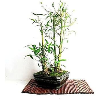 Vamsha Nature Care Live Buddha Belly Bamboo Potted Plant For Bonsai Amazon In Garden Outdoors