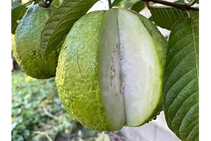 1 Thai Crunchy Guava Big Fruit Tree Psidium Guajava Pearl Guava Tree