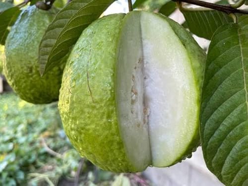 Generic 1 Thai Crunchy Guava Big Fruit Tree Psidium Guajava