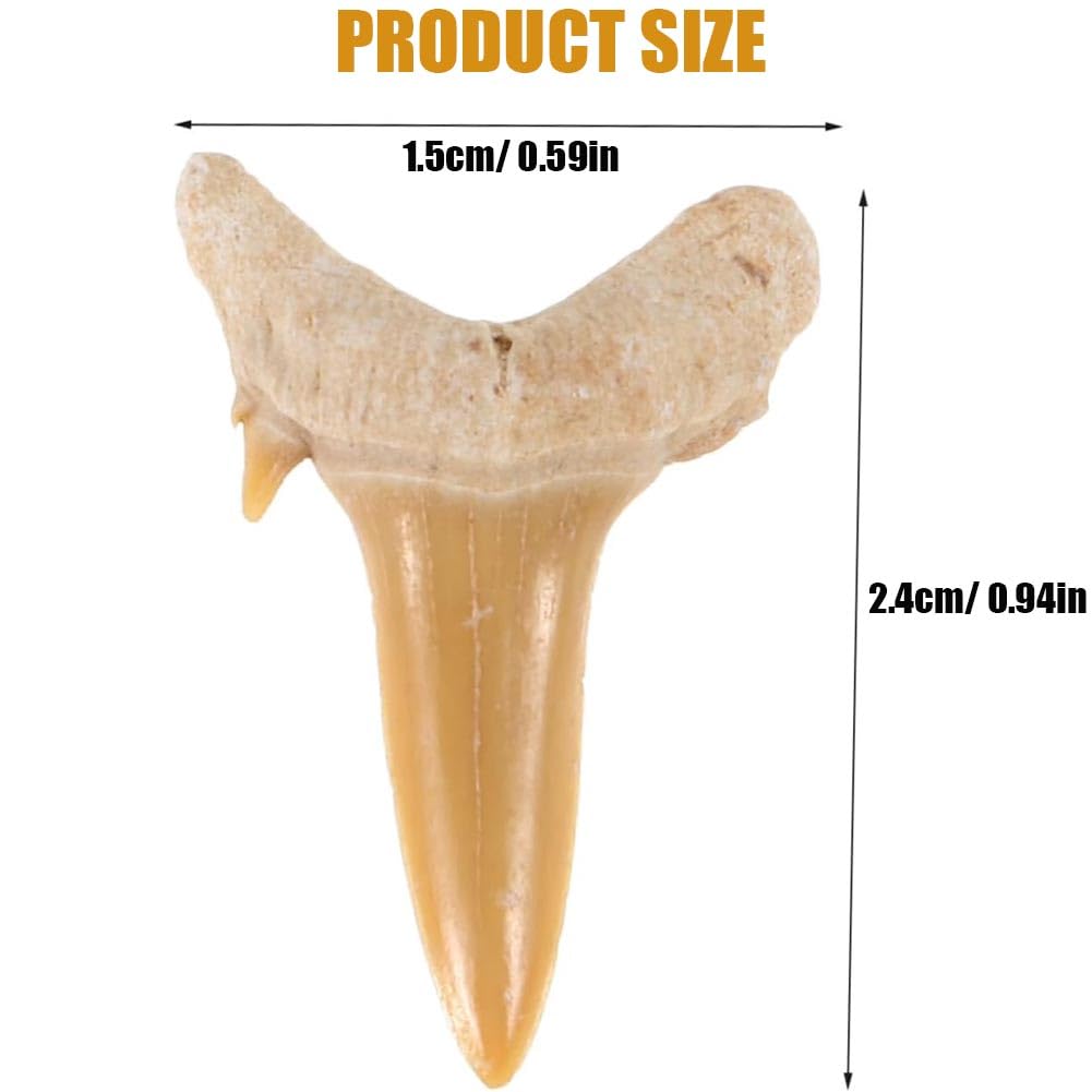 Fossiles Dents de requin Megalodon Lot de 4 dents de requin en pierres naturelles pour l'éducation, la décoration de la maison, cadeau pour enfants