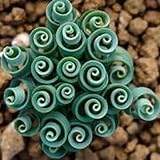 Bulbos de albuca espiralis,bulbos de albuca spiralis,albuca namaquensis,albuca espiralis planta,Planta de interior suculenta,Albuca Spiralis Plant,plantas de interior,perenne.-5bulbos-greenD