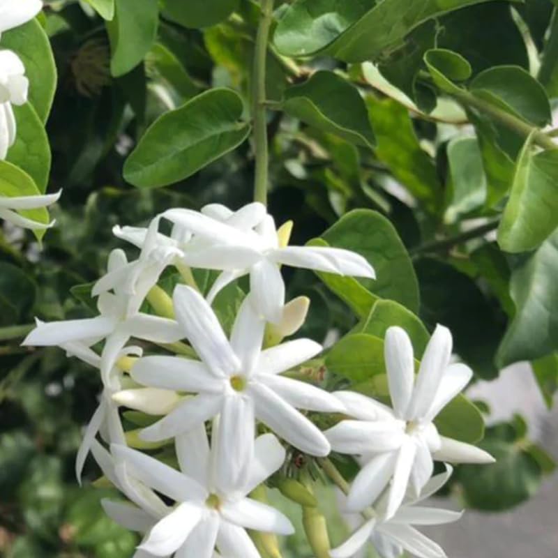 Amazon.com : Set 2 Jasmine Plants Trees Live, 4 to 6 Inc, Fragrant