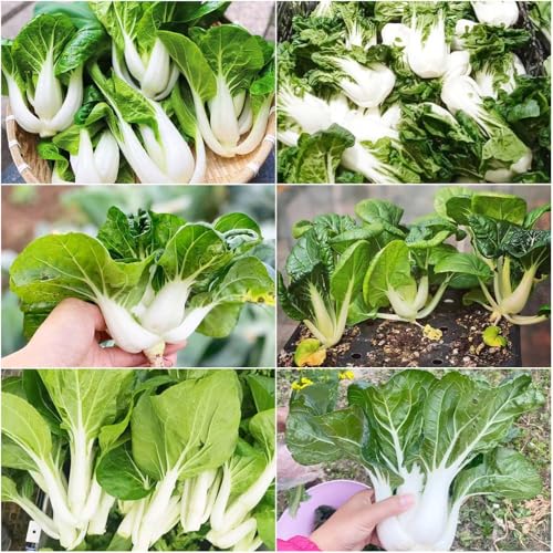 pak choi bio Gewächshaus bio gemüsepflanzen jungpflanzen schattenpflanzen winterhart gemüsesaat für sonnige 100samen