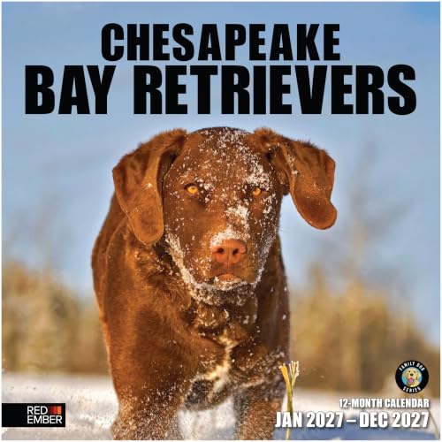 Image of RED EMBER Chesapeake Bay Retrievers Chessies 2027 Wall Calendar 12 Month