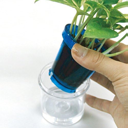 Amazon ハイドロカルチャー 水耕栽培 でお手軽観葉植物 楽ちん緑化計画 サクララン ホヤ ガガイモ ブラウン 観葉植物 オンライン通販