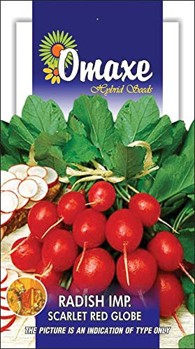 Radish Imported Scarlet Red Globe Exotic Seeds - Pack of 2 Kitchen garden seeds packet (B07MFZ2PKY) Amazon Price History, Amazon Price Tracker
