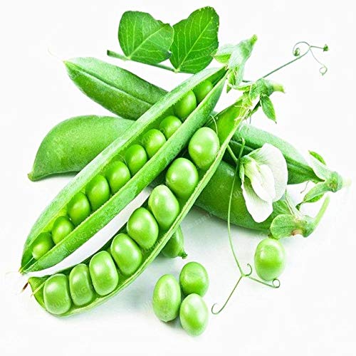 Pinkdose 10 Pcs Particles Sweet Pea Bonsai Organic Garden Pea Bonsai Vegetable Bonsai Pisum Sativum Linn Easy to Grow Seeds