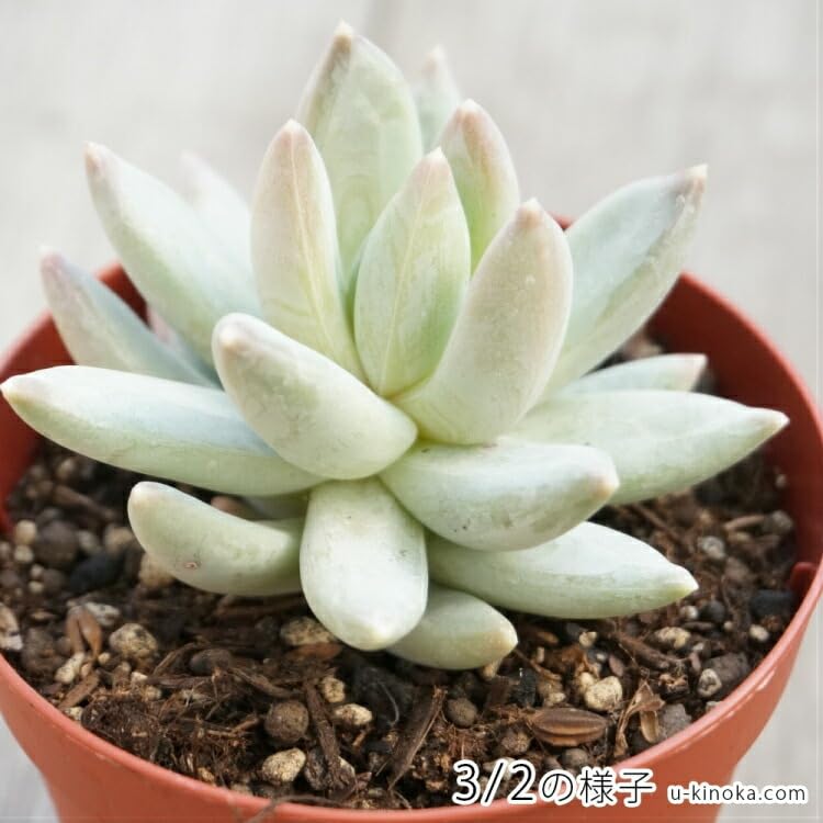 多肉植物 千代田の松 抜き苗 2苗ロンギフォリウム